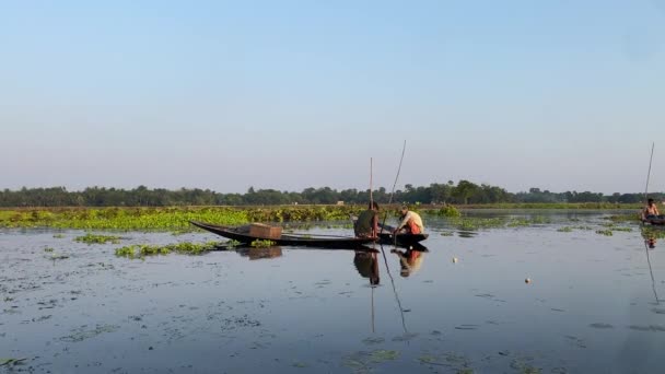 在西孟加拉邦加尔各答的一个人工湖中 渔民们正在用金光手拉网钓鱼 这是孟加拉邦用于耕作和捕鱼的两用湖泊 — 图库视频影像