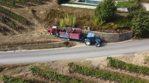 Coltivatore Vendemmia Vigneto Con Macchinari Trattori Vitigni Rossi Vendemmia Campo — Video Stock