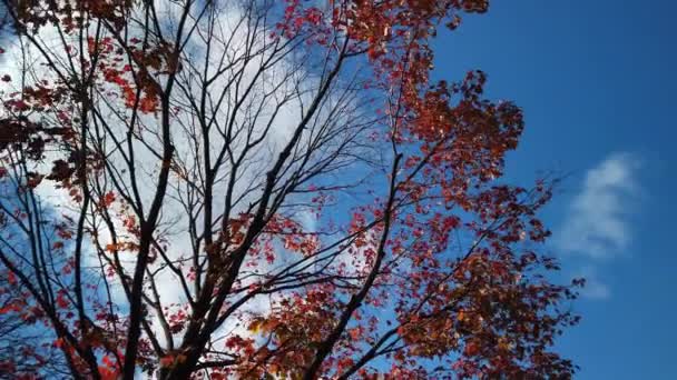 Amplio Plano Panorámico Mirando Árbol Arce Rojo Contra Cielo Azul — Vídeos de Stock