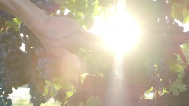 포도원에서 포도를 수확하는 여인의 포도주와 양조장 포도나무 — 비디오