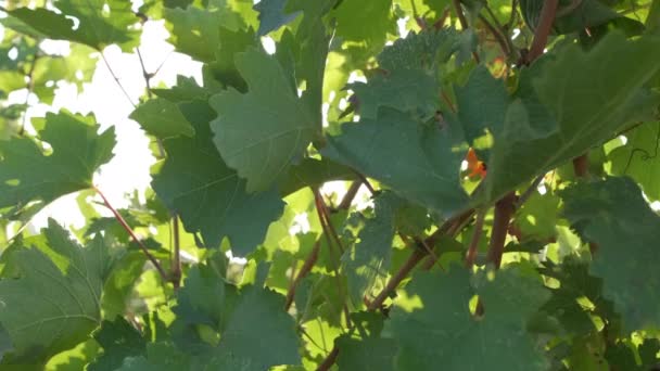 Зеленый Виноградник Сельское Хозяйство Завод Летом — стоковое видео