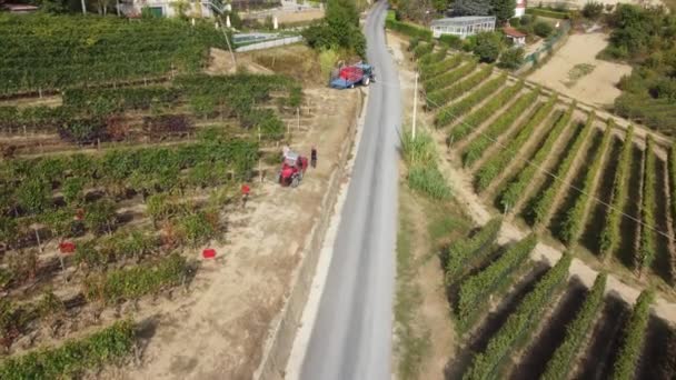 Farmář Sklízí Vinice Traktorovou Technikou Sklizeň Hroznů Červeného Vína — Stock video