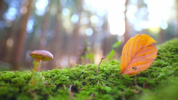 Herbstlandschaft Mit Einem Knirschenden Pilz Und Mit Dem Fokus Auf — Stockvideo