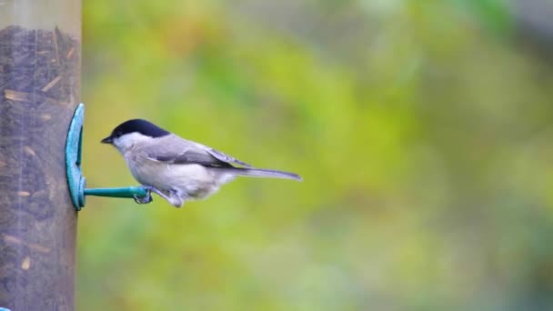 Bir Kuşun Kuş Yemliğine Uçup Tohum Yediğini Gösteren Süper Yavaş — Stok video