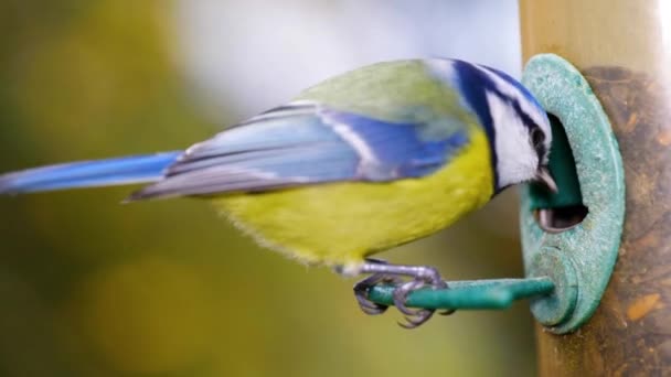 Super Zpomalené Makro Záběry Ptáka Letícího Krmiči Ptáků Pojídajícího Semena — Stock video