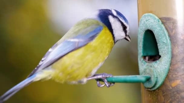 鳥の超スローモーションマクロ映像鳥のフィーダーに飛んで種子を食べて 近くから — ストック動画