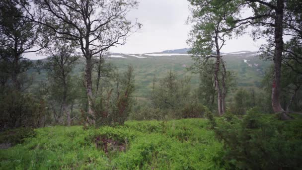 Turist Och Hans Hund Vandring Skogen Nära Sjön Trekanten Norge — Stockvideo