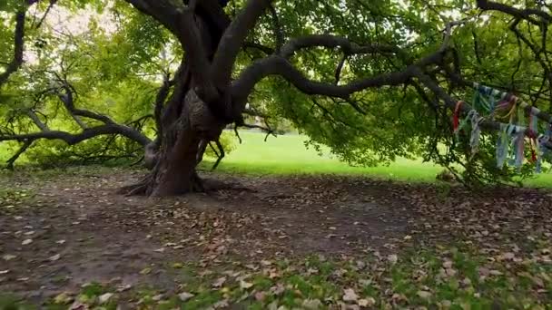 Ett Vilt Träd Parken — Stockvideo