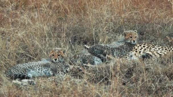 Leopardos Bebés Deitados Brincar Terra Masai Mara Quénia — Vídeo de Stock