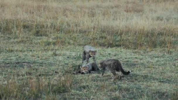 Leopardos Bebés Deitados Brincar Terra Masai Mara Quénia — Vídeo de Stock