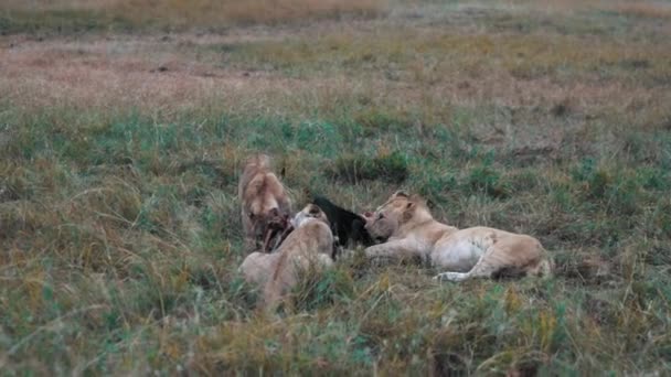 Leones Comiendo Ñus Naturaleza Masai Mara Kenia — Vídeo de stock