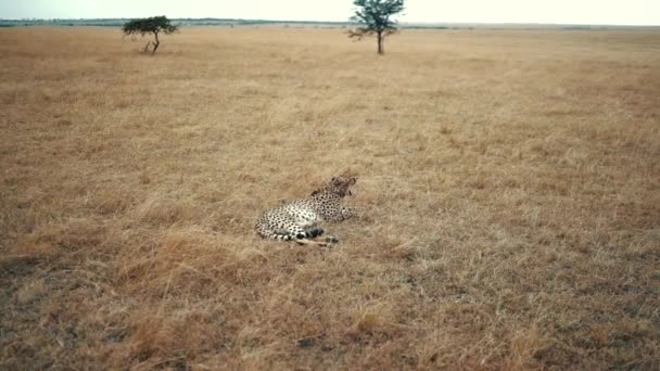 Leopard Ξαπλωμένος Στην Ξηρά Στο Masai Mara Κένυα — Αρχείο Βίντεο