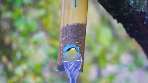 Super Cámara Lenta Imágenes Aves Volando Alimentador Aves Comer Semillas — Vídeo de stock