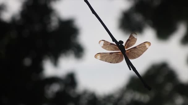 蜻蜓栖息在树枝上 野生生物中的昆虫栖息在树上 — 图库视频影像