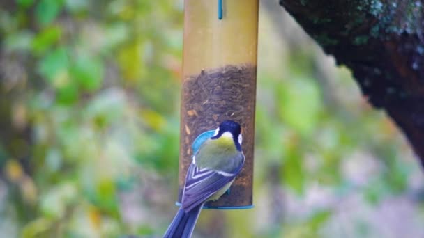 Hd超慢速拍摄的鸟类飞向喂食器和吃种子的镜头 — 图库视频影像