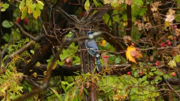Câmera Capturando Pássaro Cinza Azulado Procura Insetos Tronco Árvore Dia — Vídeo de Stock