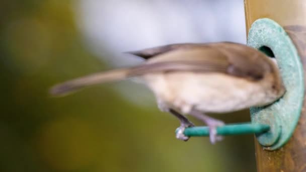 鳥の超スローモーションマクロ映像鳥のフィーダーに飛んで種子を食べて 近くから — ストック動画