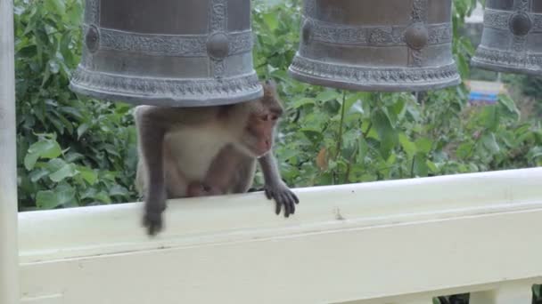 Drzá Opice Sedící Balustrádě Pod Ústím Velkého Mosazného Zvonu Chrámu — Stock video