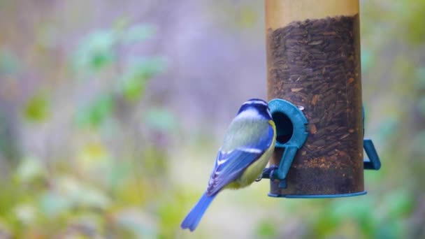 Super Slow Motion Film Birds Flying Bird Feeder Easing Seeds — стоковое видео