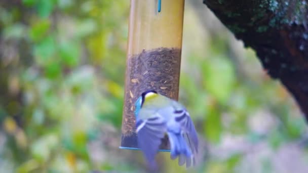 Super Slow Motion Footage Birds Flying Bird Feeder Eating Seeds — Stock Video