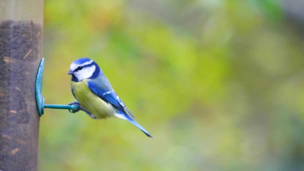 Hd鳥の超スローモーション映像鳥のフィーダーに飛んで種子を食べる — ストック動画