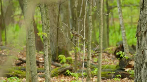 Zabawny Ptak Trzepoczący Zaschniętej Gałęzi Drzewa Wewnątrz Lasu — Wideo stockowe