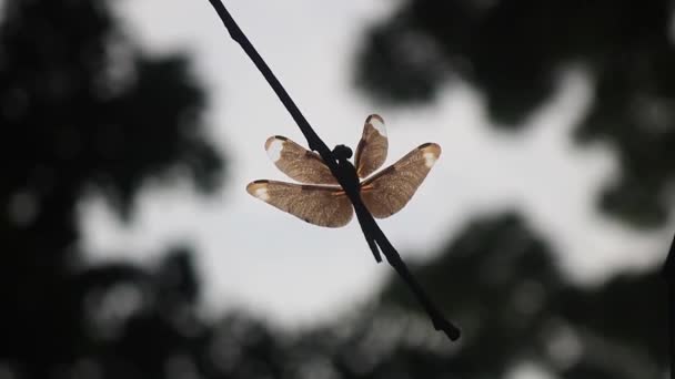 看到蜻蜓在树枝上休息和坐着 昆虫在树上飞舞 把它关上了 — 图库视频影像