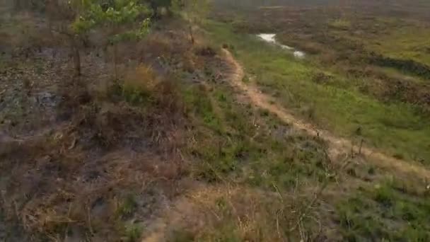 Luftaufnahme Und Flug Über Die Wiese Grünes Sumpffeld Bepflanzter Garten — Stockvideo