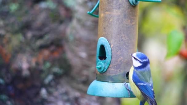 Super Cámara Lenta Imágenes Aves Volando Alimentador Aves Comer Semillas — Vídeo de stock