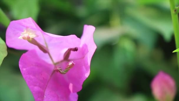 Bougainvillea Pembe Çiçeği Rüzgarda Sallanıyor Bonsai Için Kullanılan Mor Kağıt — Stok video