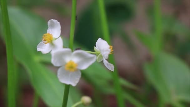 Över Vit Vattenblomma Gul Mortelstöt Och Grön Stjälk Svajande Vinden — Stockvideo