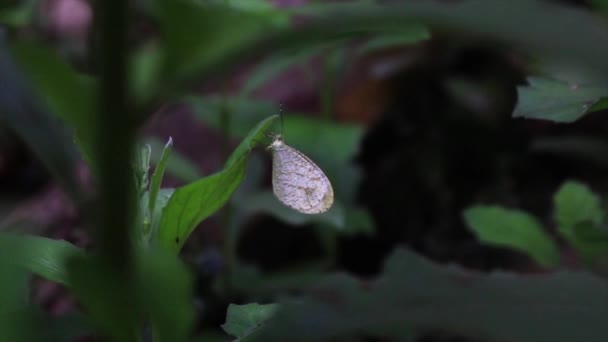 Вид Бабочки Которая Висит Растении Жизнь Природе Крупным Планом — стоковое видео