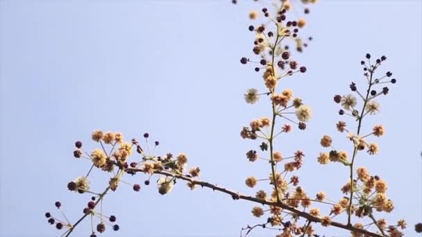 Gałązki Kwitną Drzewie Owoce Kwiaty Gałęzi — Wideo stockowe