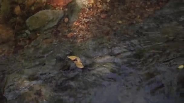 Kilátás Egy Patak Erdőben Tiszta Átlátszó Víz Folyik Nyugodt Pihentető — Stock videók