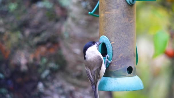 Super Slow Motion Filmato Uccelli Che Volano Alimentatore Uccelli Mangiare — Video Stock