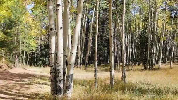 Floresta Bétula Queda Árvores Amarelas Dia Ensolarado Tiro Panning — Vídeo de Stock