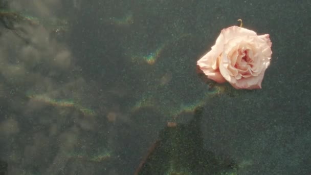Όμορφο Ροζ Τριαντάφυλλο Που Επιπλέει Στο Νερό Κλείσε — Αρχείο Βίντεο