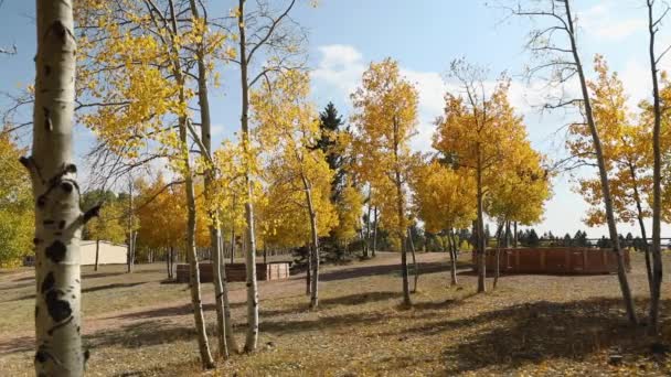 Parco Con Betulle Nei Colori Autunnali Colpo Statico — Video Stock