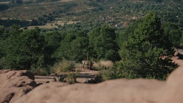 Slow Motion Ciervo Caminando Por Bosque Las Rocas Ciervo Paseando — Vídeos de Stock