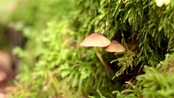 在森林的苔藓树桩上生长着两个小蘑菇 真菌和植物紧密相连 — 图库视频影像