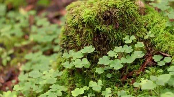 Sauerampfer Auf Einem Moosbewachsenen Baumstumpf Einem Grünen Wald Natürliches Leben — Stockvideo