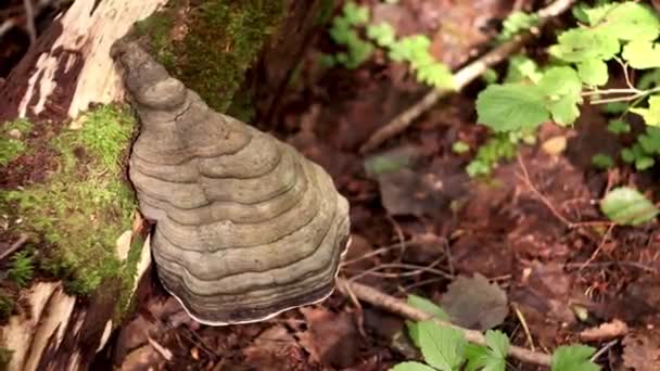 Grande Cogumelo Heterobasidion Annosum Crescendo Uma Árvore Floresta Natureza Fungos — Vídeo de Stock