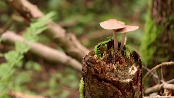 Dwa Małe Grzybki Rosnące Kikucie Lesie Natura Grzyby Rośliny Bliska — Wideo stockowe