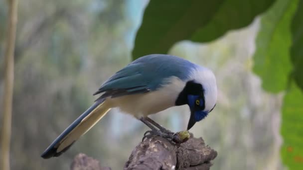 Blue Green Jay Alimentando Frutas Exóticas Natureza Empoleirado Ramo Close — Vídeo de Stock