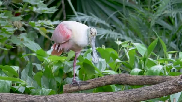 Grappige Platalea Ajaja Staande Een Been Stretching Neergestreken Houten Tak — Stockvideo