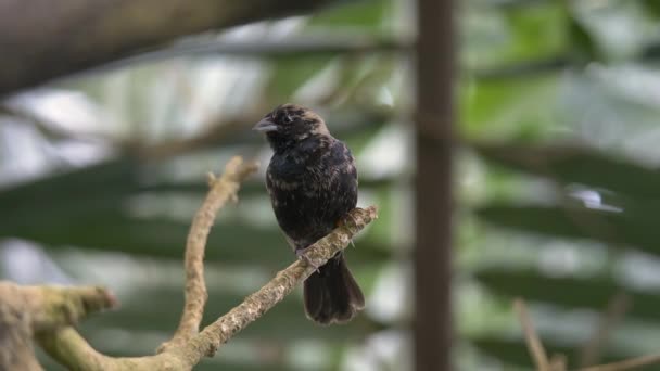 Colpo Ravvicinato Volatina Nera Jacarina Uccello Appollaiato Sul Ramo Che — Video Stock