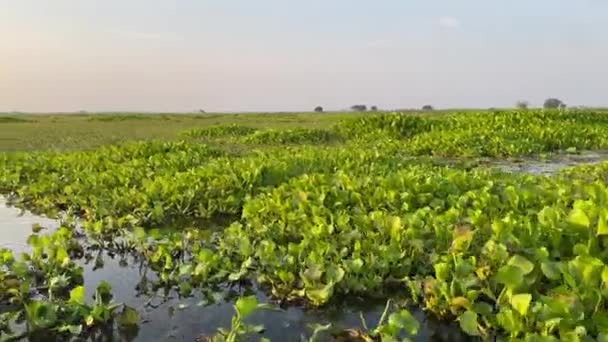 Szene Aus Dem Sumpfgebiet Des Ländlichen Bengals Bortirbil Westbengalen Bootstour — Stockvideo