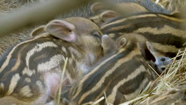 近距离拍摄 中午时分 一群可爱的小猪宝宝在谷仓睡觉 — 图库视频影像