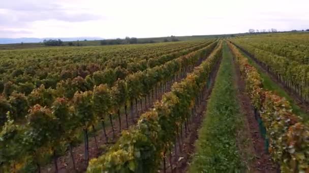 ドローンは よく維持されたワイン農場できちんとしたブドウの列の上に低く飛ぶ — ストック動画