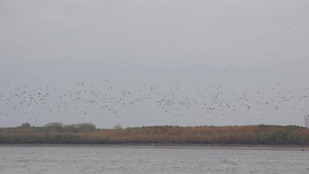 曇った日に川の上を低く飛ぶ鳥の群れ 幅4K — ストック動画